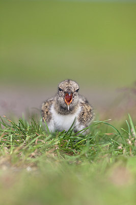 BUITEN BEELD Foto: 234490