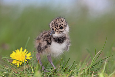 BUITEN BEELD Foto: 234495