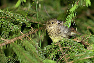 BUITEN BEELD Foto: 234499