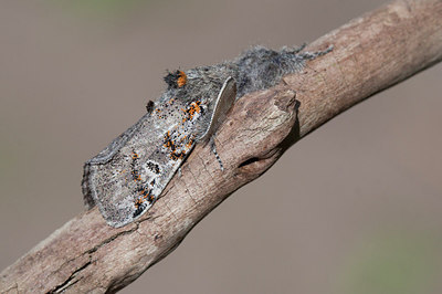 BUITEN BEELD Foto: 234517