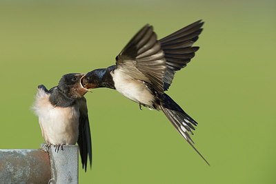 BUITEN BEELD Foto: 234526