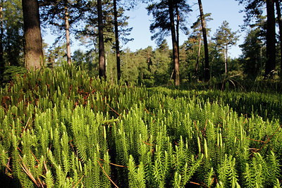BUITEN BEELD Foto: 234553