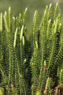 BUITEN BEELD Foto: 234556