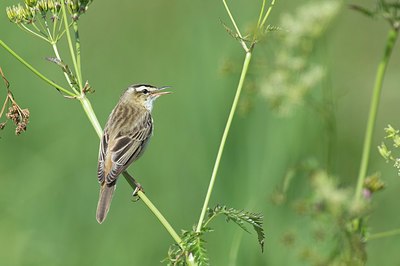 BUITEN BEELD Foto: 234559