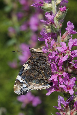 BUITEN BEELD Foto: 234561