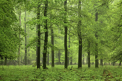 BUITEN BEELD Foto: 234575
