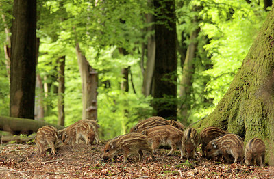 BUITEN BEELD Foto: 234576