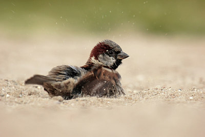 BUITEN BEELD Foto: 234583