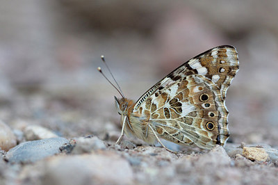 BUITEN BEELD Foto: 234591