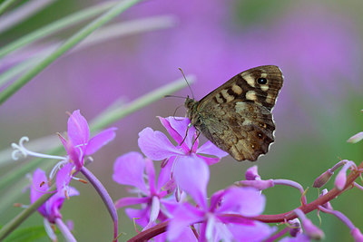 BUITEN BEELD Foto: 234594