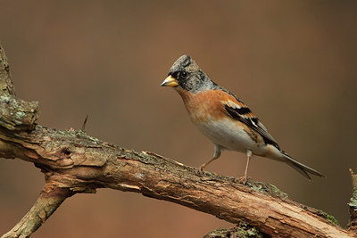 BUITEN BEELD Foto: 234599