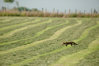 BUITEN BEELD Foto: 234621