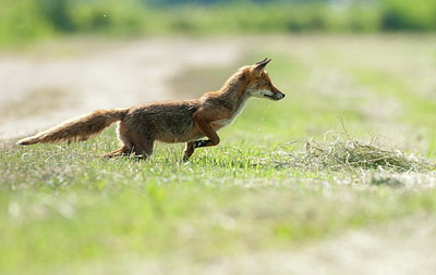 BUITEN BEELD Foto: 234627