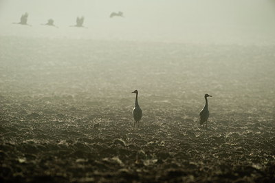 BUITEN BEELD Foto: 234650