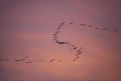 BUITEN BEELD Foto: 234652