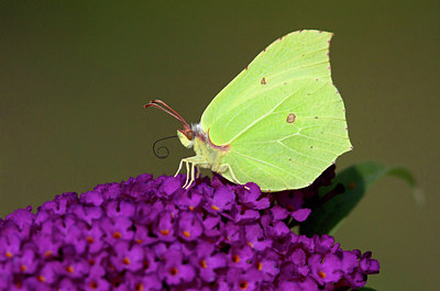 BUITEN BEELD Foto: 234681