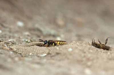 BUITEN BEELD Foto: 234727