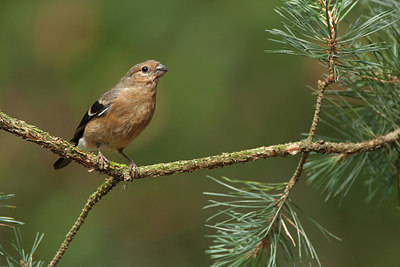 BUITEN BEELD Foto: 234734