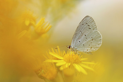 BUITEN BEELD Foto: 234740