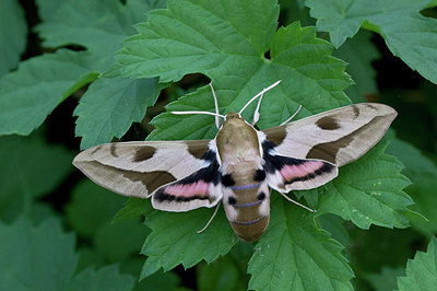 BUITEN BEELD Foto: 234791