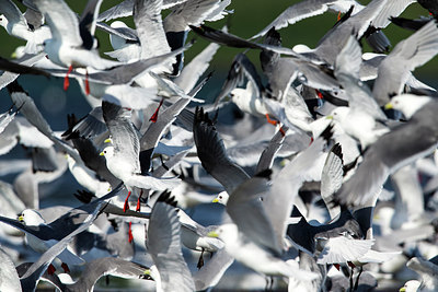 BUITEN BEELD Foto: 234842
