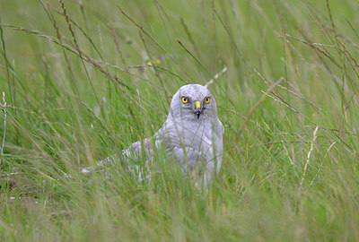 BUITEN BEELD Foto: 234845