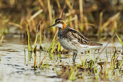 BUITEN BEELD Foto: 234856