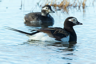 BUITEN BEELD Foto: 234857