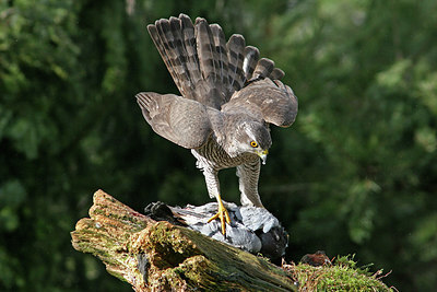 BUITEN BEELD Foto: 234875