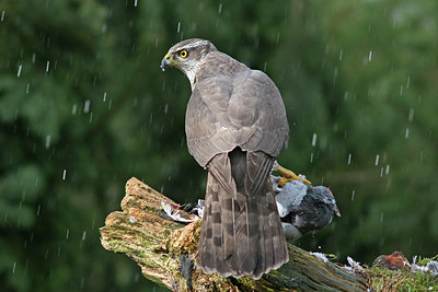 BUITEN BEELD Foto: 234876