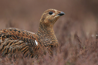 BUITEN BEELD Foto: 234886