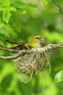 BUITEN BEELD Foto: 234925