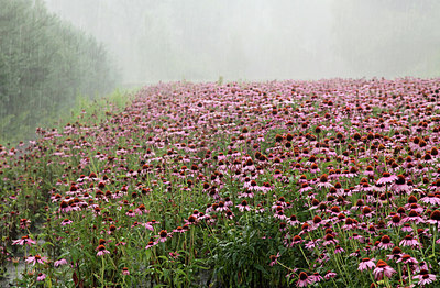 BUITEN BEELD Foto: 234931