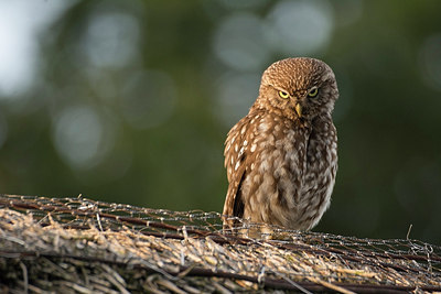 BUITEN BEELD Foto: 234953
