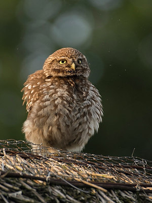 BUITEN BEELD Foto: 234954