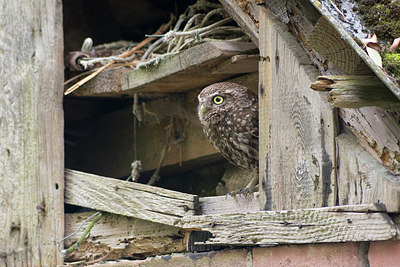 BUITEN BEELD Foto: 234957