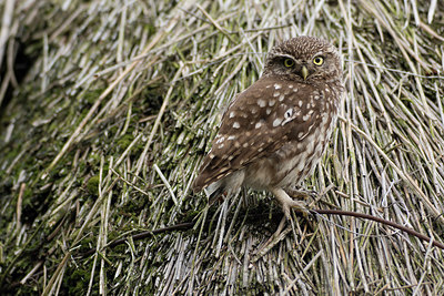 BUITEN BEELD Foto: 234958