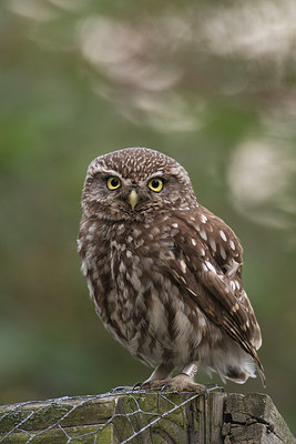 BUITEN BEELD Foto: 234959