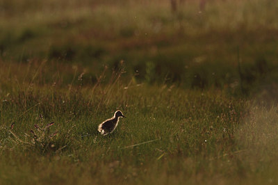 BUITEN BEELD Foto: 234974