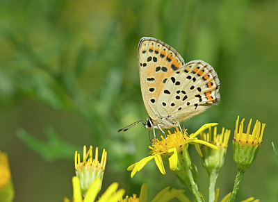 BUITEN BEELD Foto: 234976