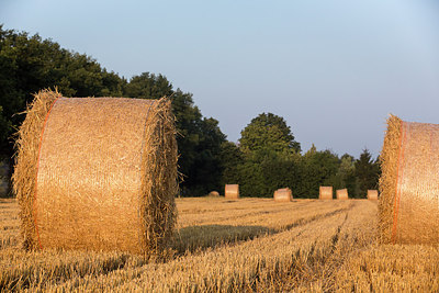 BUITEN BEELD Foto: 234980