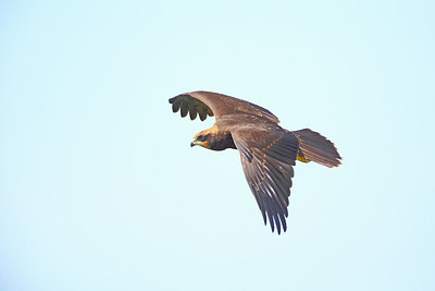 BUITEN BEELD Foto: 234988