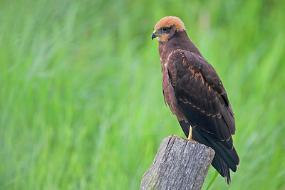 BUITEN BEELD Foto: 234992