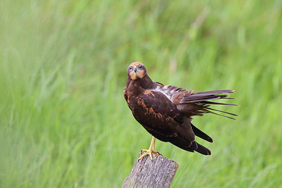 BUITEN BEELD Foto: 234993