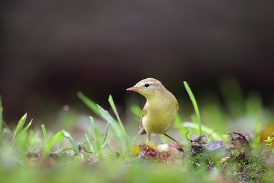 BUITEN BEELD Foto: 234995