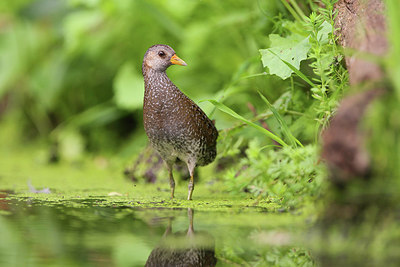 BUITEN BEELD Foto: 235006