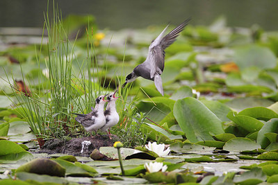 BUITEN BEELD Foto: 235014