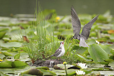 BUITEN BEELD Foto: 235015