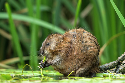 BUITEN BEELD Foto: 235060