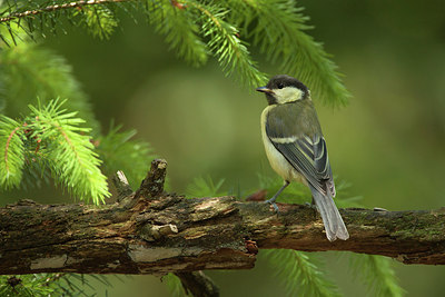 BUITEN BEELD Foto: 235065